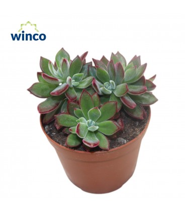 Echeveria Devolution Ø 15