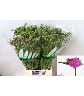 Freesia du Cherise 58 cm