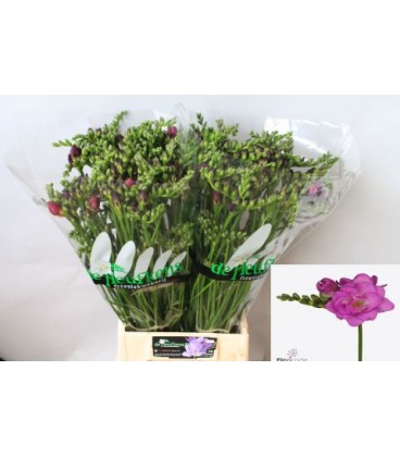 Freesia du Cherise 58 cm