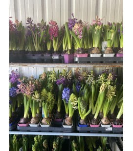 Jacinthe mix 4 coul Ø 07 Fleurie