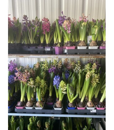 Jacinthe mix 4 coul Ø 07 Fleurie