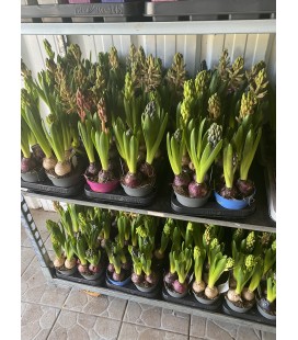 Jacinthe mix pearl  Ø 12 Fleuries