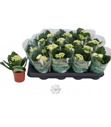Kalanchoe mix  Ø 07