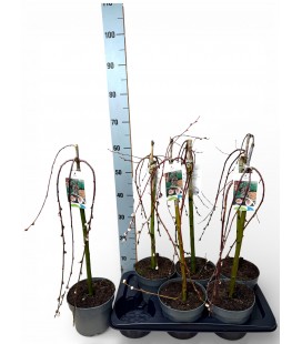 Salix Cap Kilmarnock Ø 17 h 70