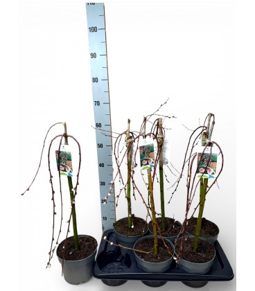 Salix Cap Kilmarnock Ø 19 h 90