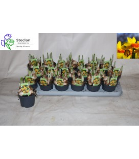 Narcisse Jetfire Ø 09