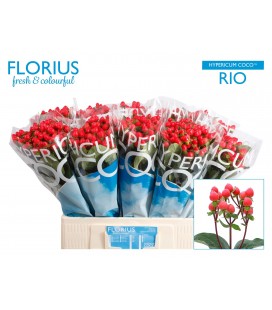 Hypericum Coco Rio 60 cm