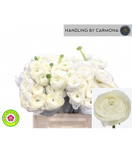 Renoncule Su Niveo 40 cm petite