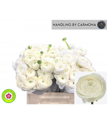 Renoncule Su Niveo 40 cm petite