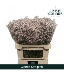 Gypsophile teinté Rose