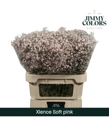 Gypsophile teinté 80 cm