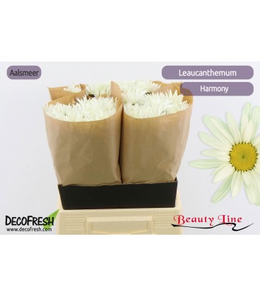 Margeritte Harmony 45 Cm