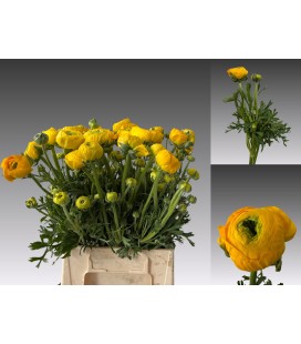 Renoncule Yellow Pastel