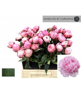 Pivoine Rose 50 Cm