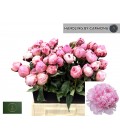 Pivoine Rose 50 Cm