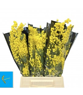 Mimosa 55 cm botte 150 g