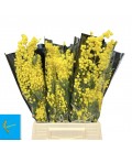 Mimosa 55 cm botte 150 g
