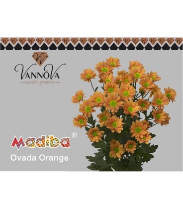 Santini Mad Ovada or