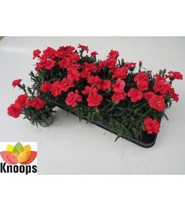 Oeillet Pot de 9 Rouge