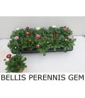 Paquerette Bellis  pot de 10 Mix