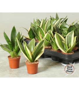Sanseveria Ø 06 h 20