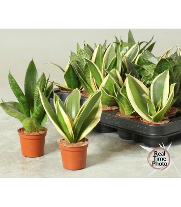 Sanseveria Ø 06 h 20