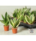 Sanseveria Ø 06 h 20