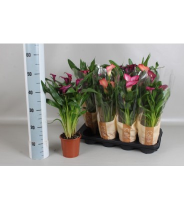 Calla Mélange Pot de 13