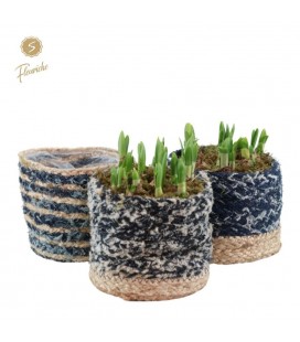 Compos Narcisse Ø17 Jean