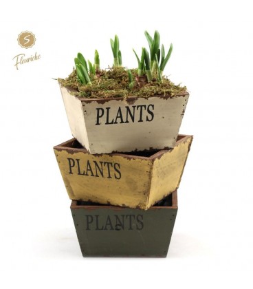 Compo Narcisse Ø15 Bois