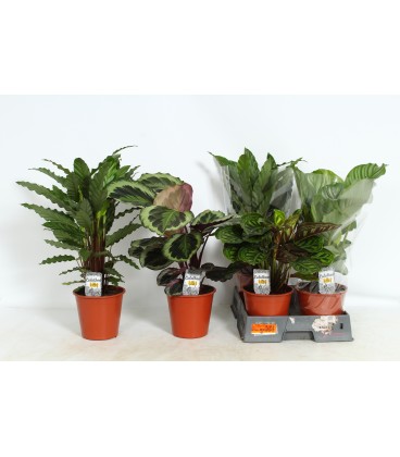 Calathea mix Ø 19 h 70