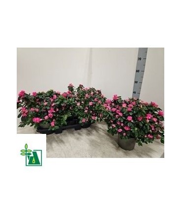 Azalée Simsii Ø 16 H 40