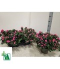 Azalée Vogel mix Ø 17 Rose
