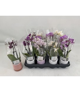 Phalaenopsis Mini Pot de 6 2 b