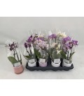 Phalaenopsis Mini Pot de 6 2 b