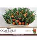 Tulipe Edition