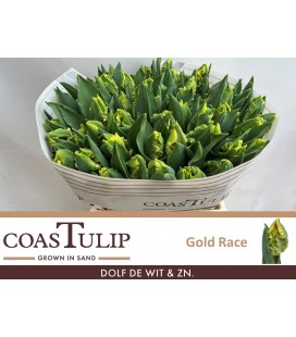 Tulipe Gold Race