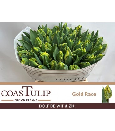 Tulipe Gold Race