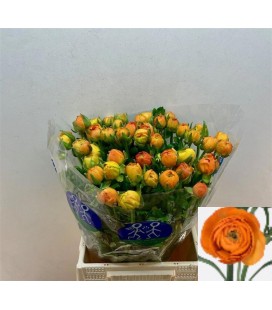 Renoncule Orange 46 cm