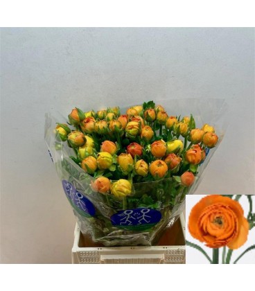 Renoncule Orange 