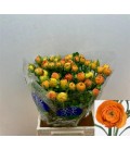 Renoncule Orange 46 cm