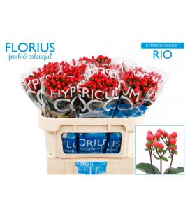 Hypericum coco rio 70 cm