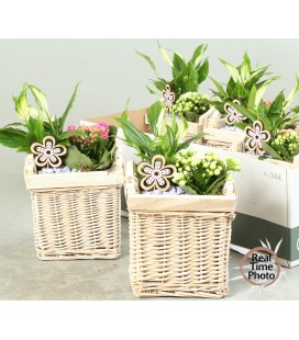 Compo plantes vannerie carré