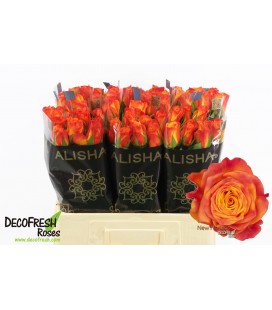 Rose New Horizon 60 cm