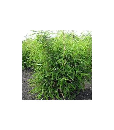 Bamboo Fargesia murielae Ø 32