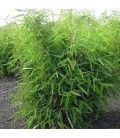 Bamboo Fargesia murielae Ø 32