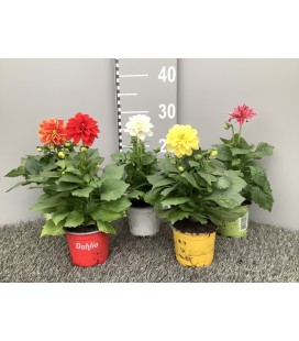 Dahlia Ø 10.5