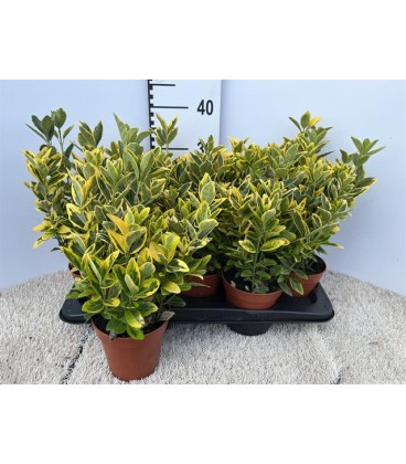 Fusain aureus ppot de 13 h 30 cm