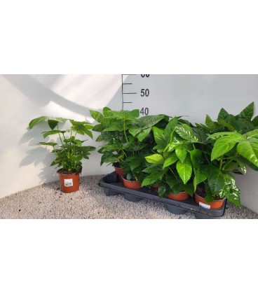 Aralia sieboldii Ø 13