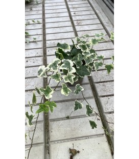 Lierre panaché pot 11